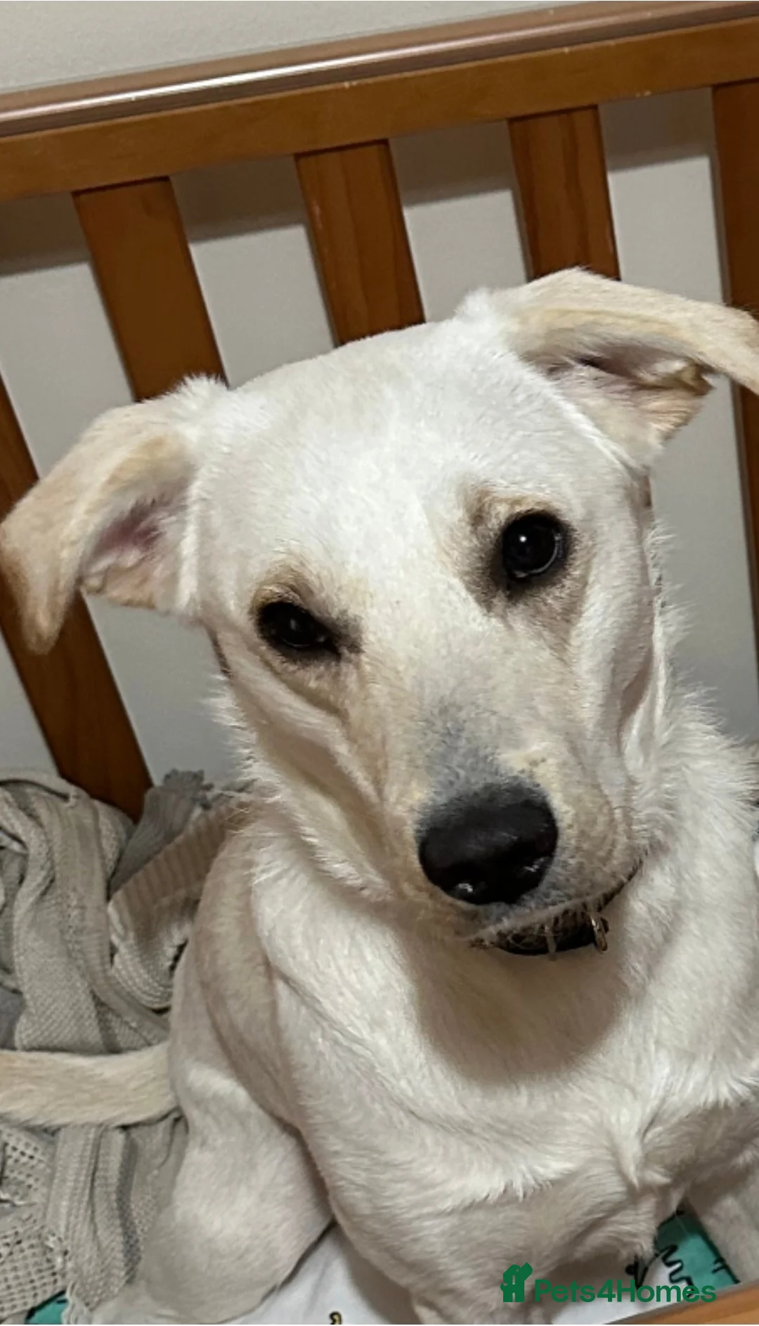 Border Collie dogs for sale: ONLY 1 MALE TAN PUPPY LEFT. READY 2 LEAVE NOW - Advert 4