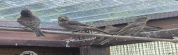 Finches birds for sale: Mexican House Finches - Advert 2