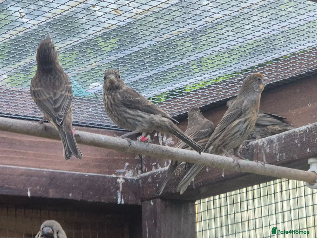 Finches birds for sale: Mexican House Finches - Advert 2