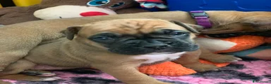 Boxer Puppy 4