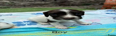 English Springer Spaniel 2