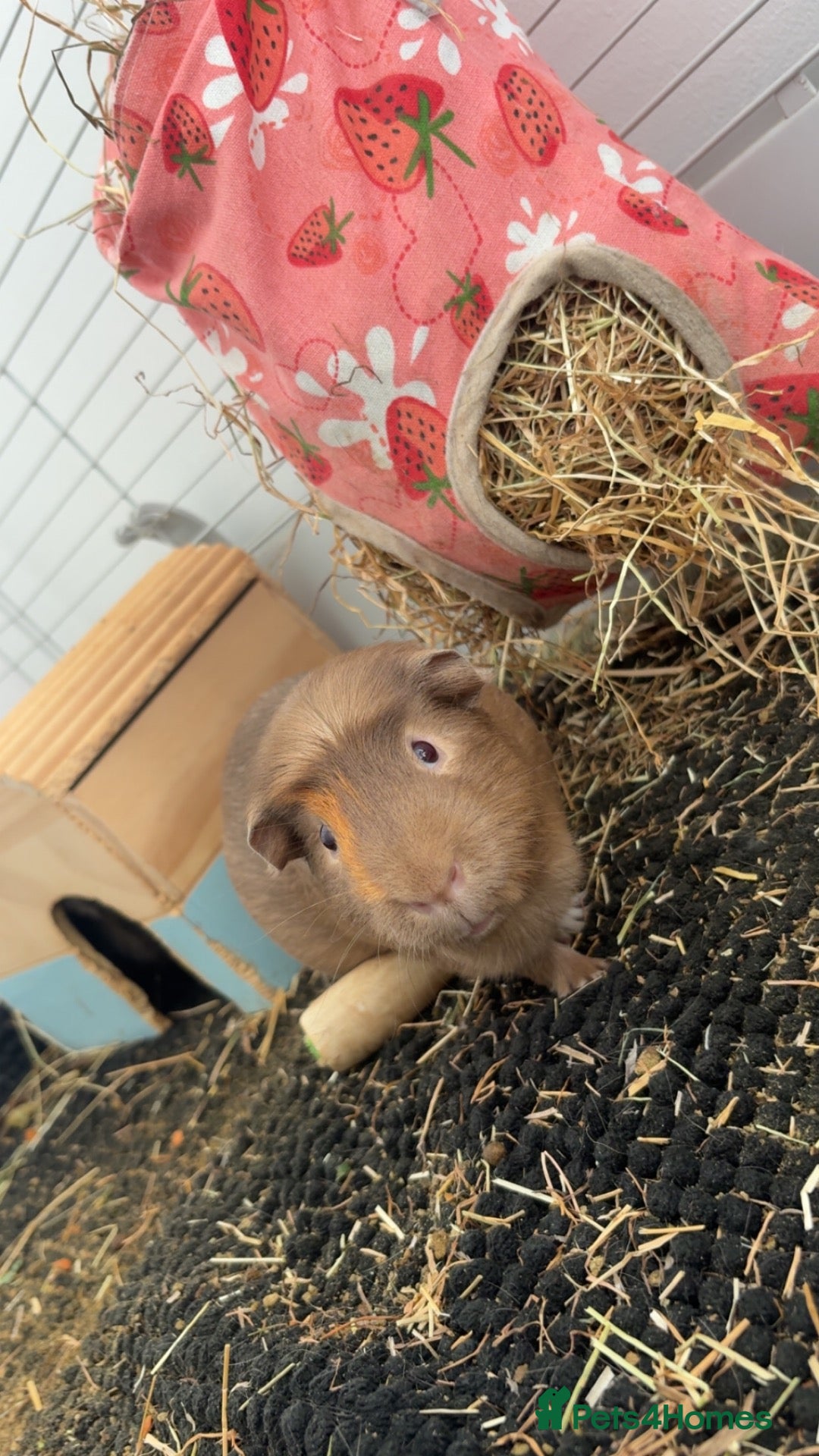 Mixed Breed rabbits 2 male guinea pigs  - Advert 2