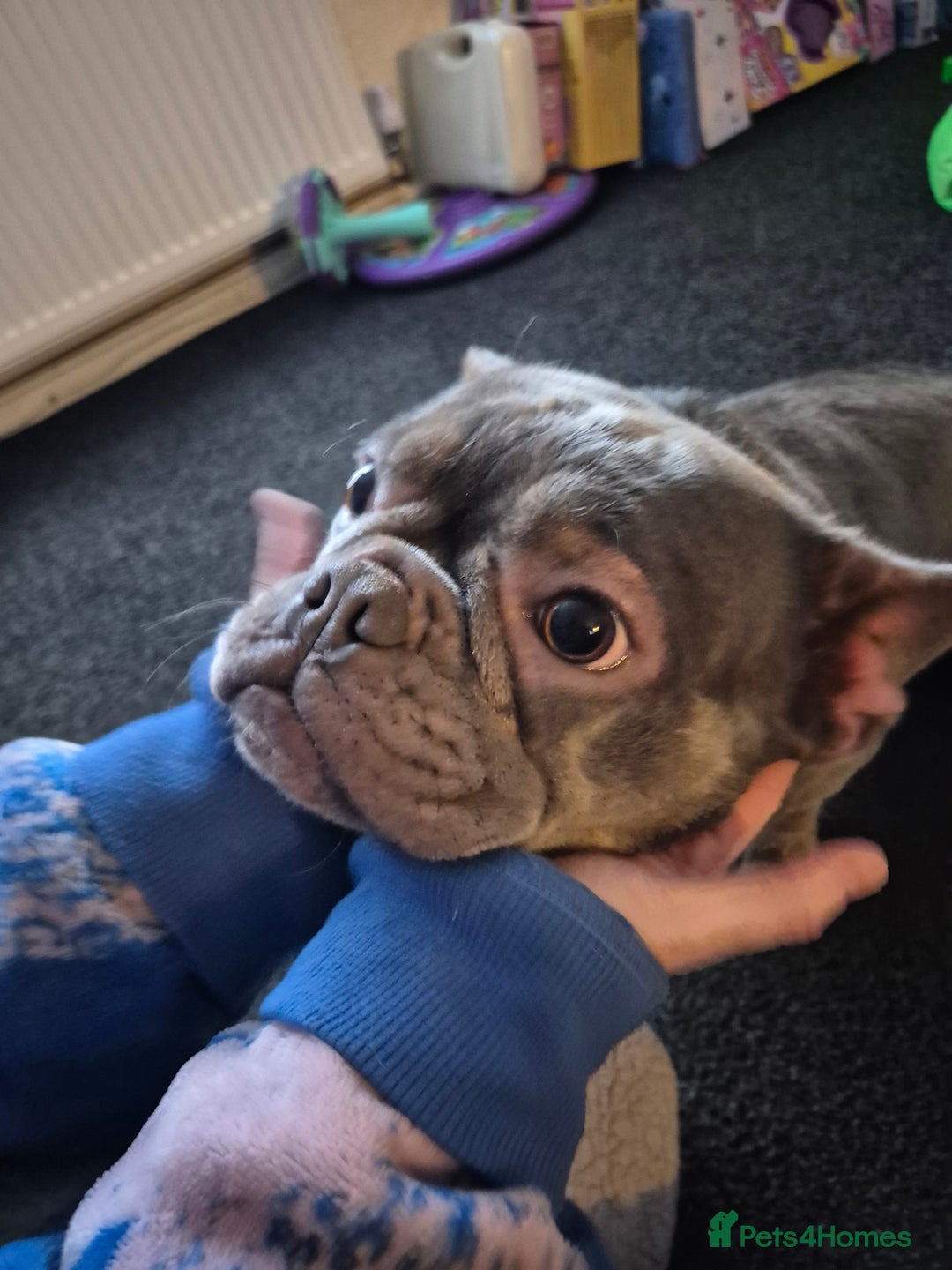 French Bulldog dogs for sale: Blue/Grey tan female french bulldog - Advert 1
