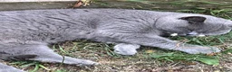 British Shorthair cats for sale: Blue boy kitten  - Advert 10