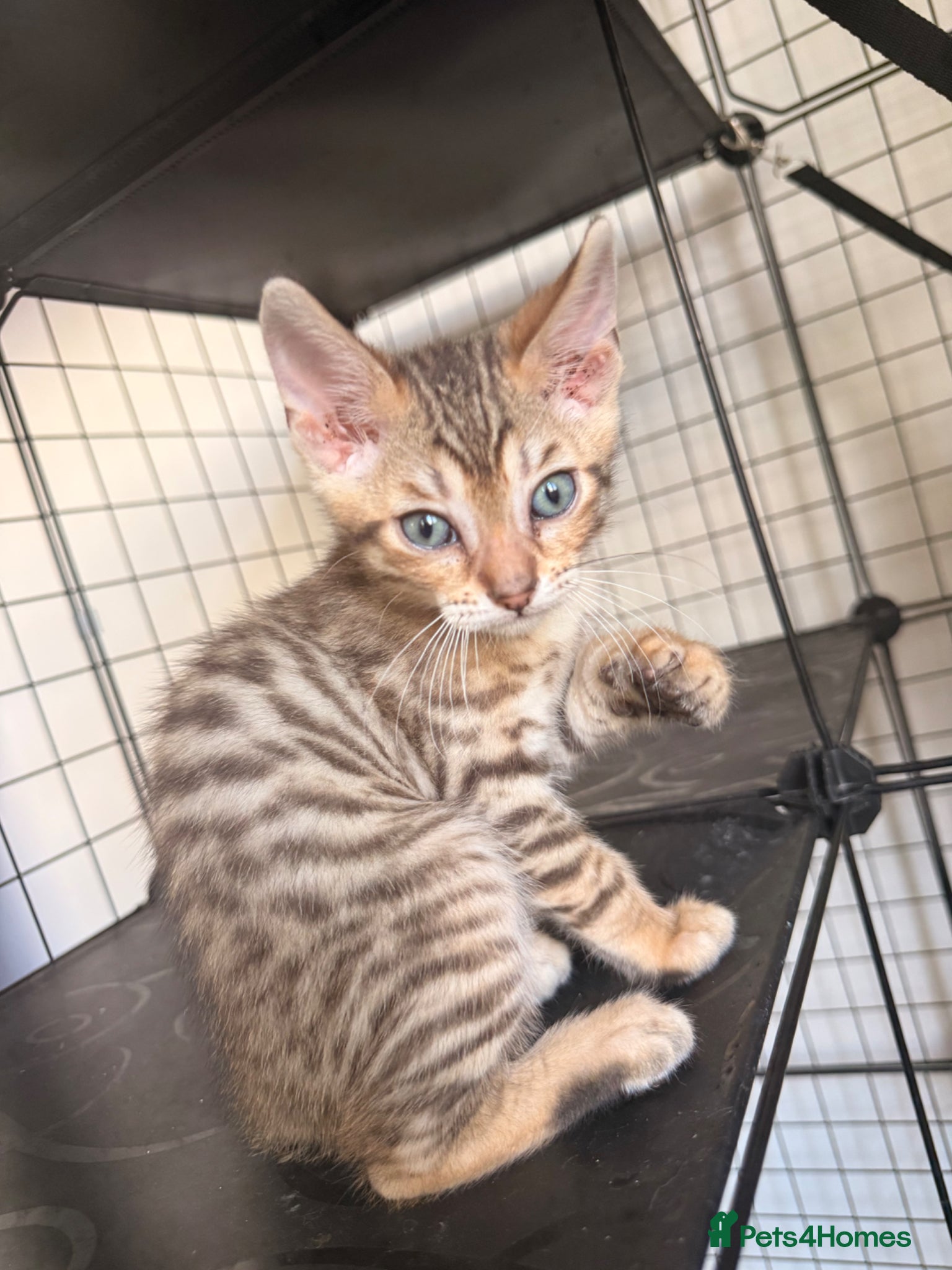 Bengal cats Blue Eyed Snow Bengal, Rosette & Brown Marble  - Advert 2