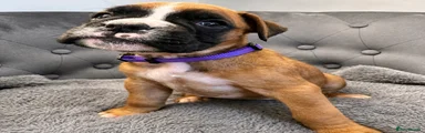Boxer Puppy