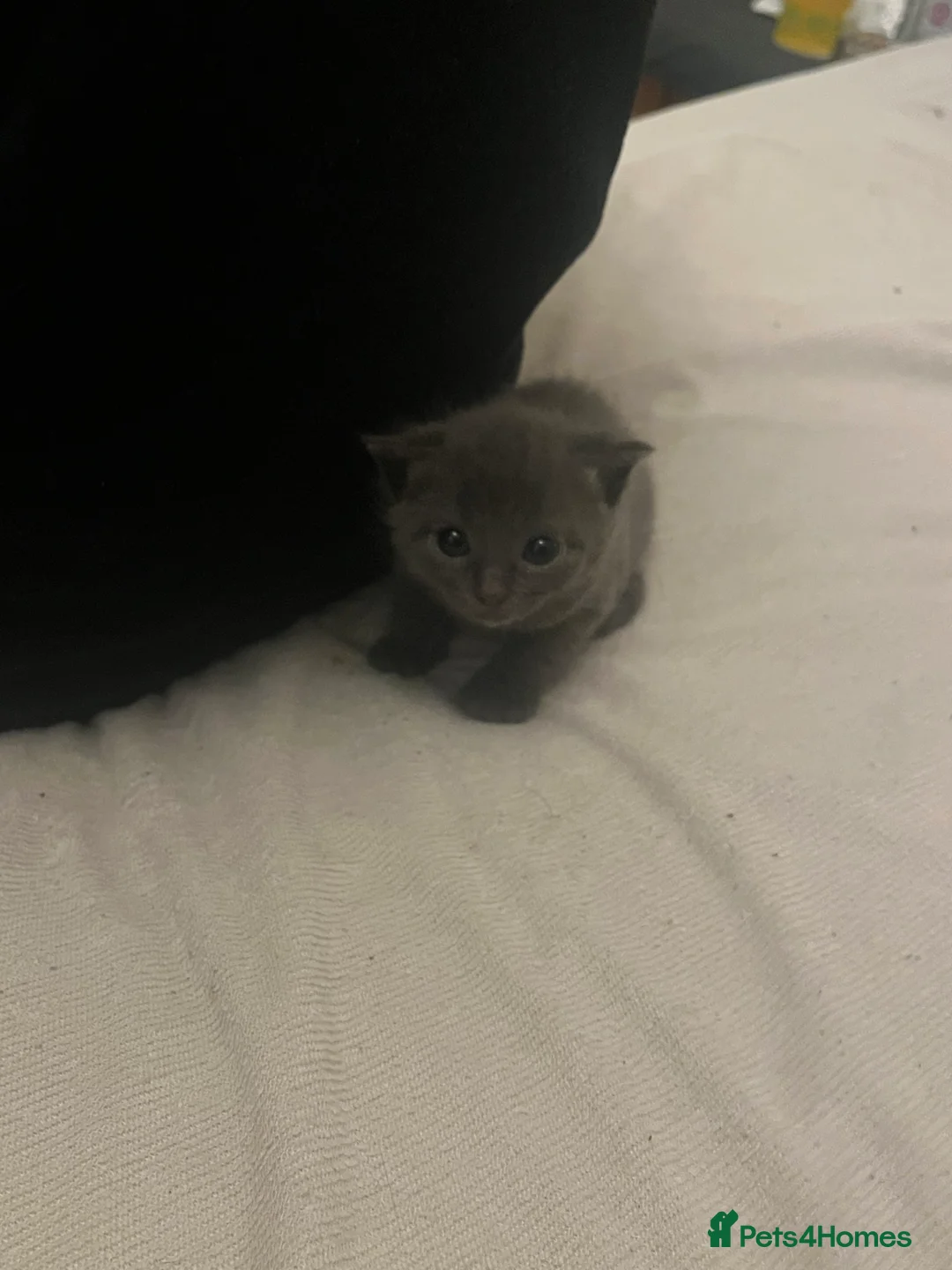 Mixed Breed cats for sale: 2 Grey kittens - Advert 12
