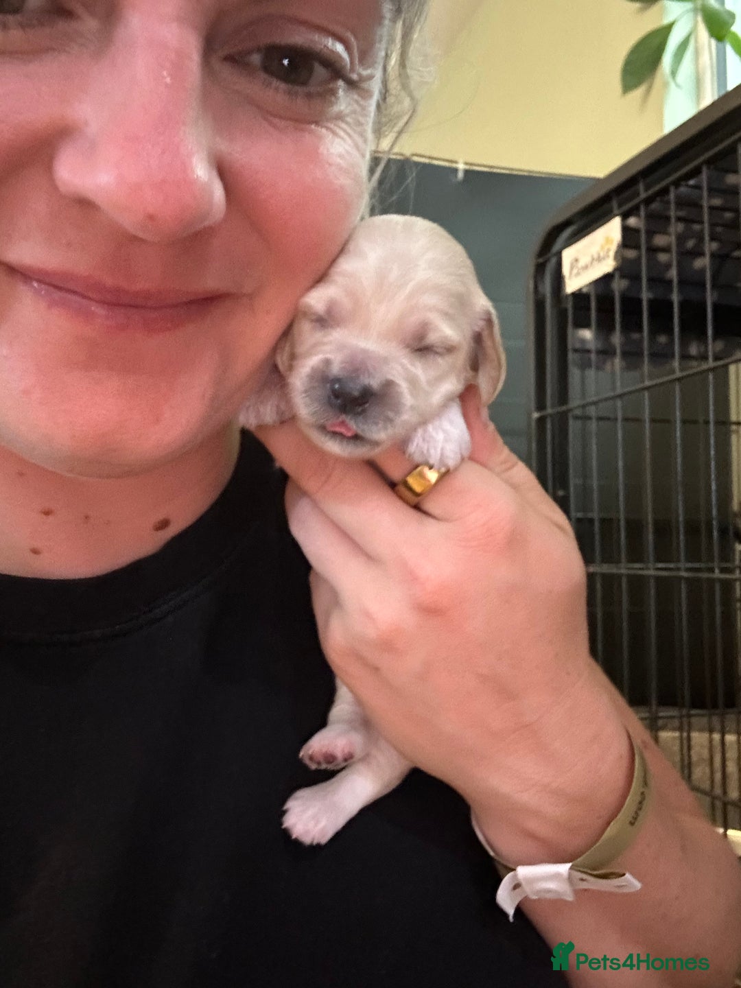 Cockapoo dogs for sale: 🐾 F1 Top Class 🐾  - Image 16