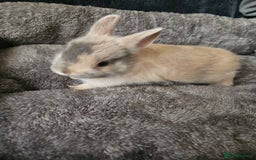 Netherland Dwarf rabbits for sale: Harlequin Netherland Dwarf bunnies  - Advert 7