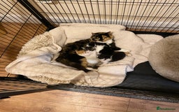Mixed Breed cats for sale: Adorable Kittens  - Advert 8