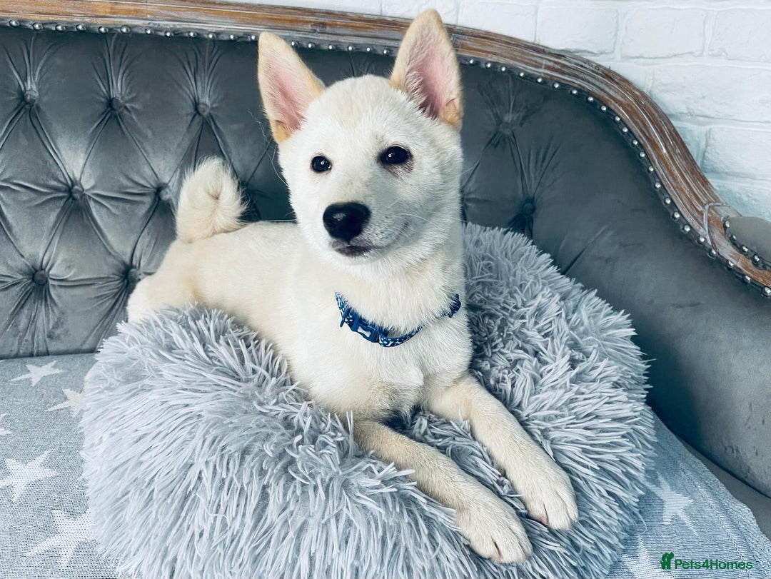 Japanese Shiba Inu dogs for sale: Japanese Shiba Inu Puppies - Image 1