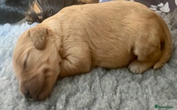 Cavapoo dogs for sale: Cavapoo - Image 34