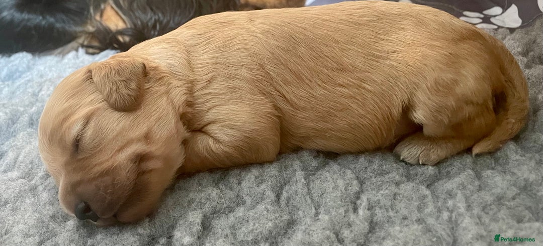 Cavapoo dogs for sale: Cavapoo - Image 34