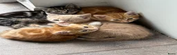 Bengal cats for sale: 5 beautiful mixed Bengal and Russian Angora. - Advert 4