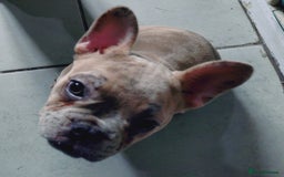 French Bulldog dogs for sale: Full vaccination only 2 available french bulldog in Hayes - Image 33