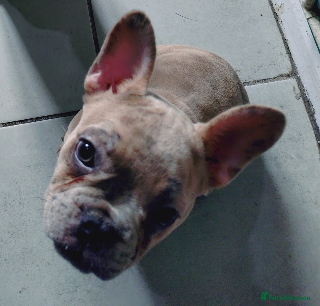 French Bulldog dogs for sale: Full vaccination only 2 available french bulldog in Hayes - Image 33