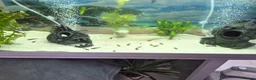 Plecos fish for sale: Bristlenose pleco fry  - Advert 1