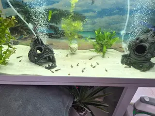 Plecos fish Bristlenose pleco fry - Advert 1