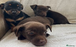 Jack Russell dogs for sale: Miniature Jack Russel’s - Image 7