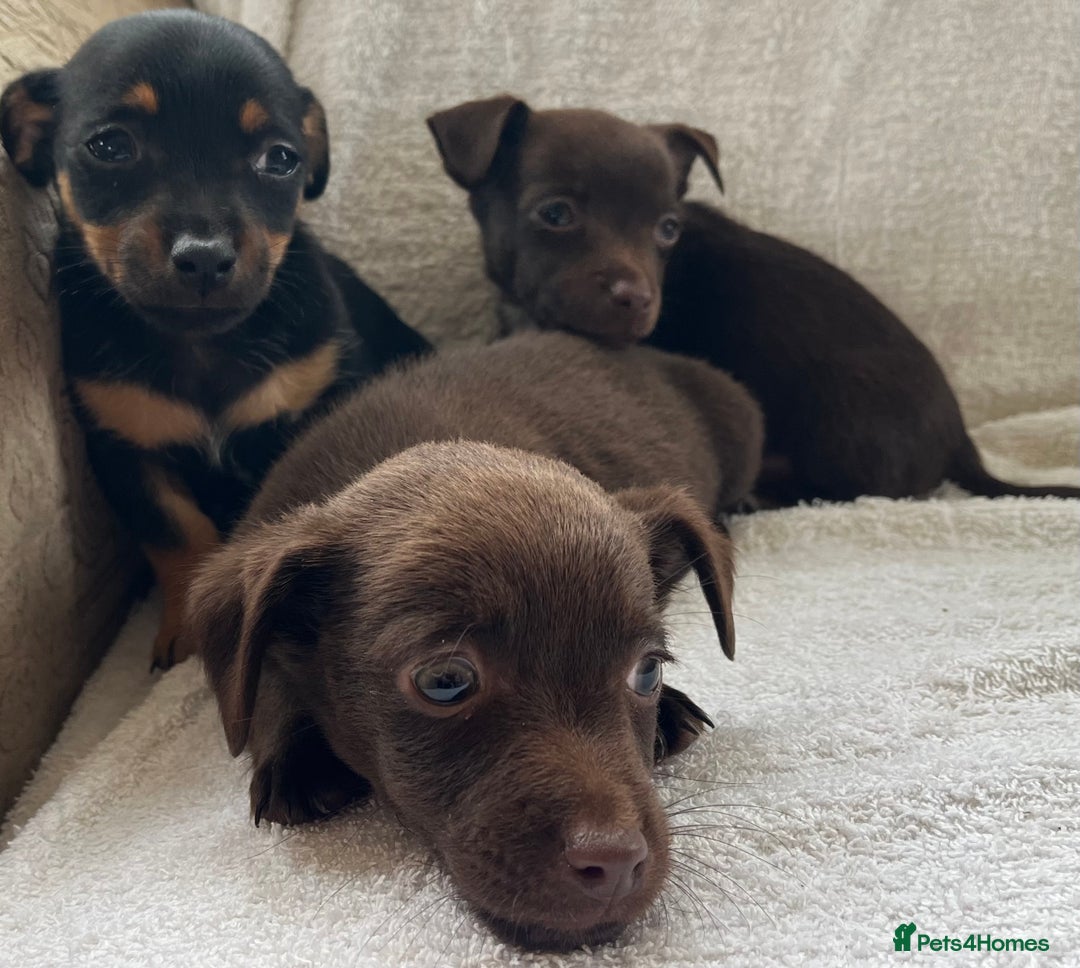 Jack Russell dogs for sale: Miniature Jack Russel’s - Image 7