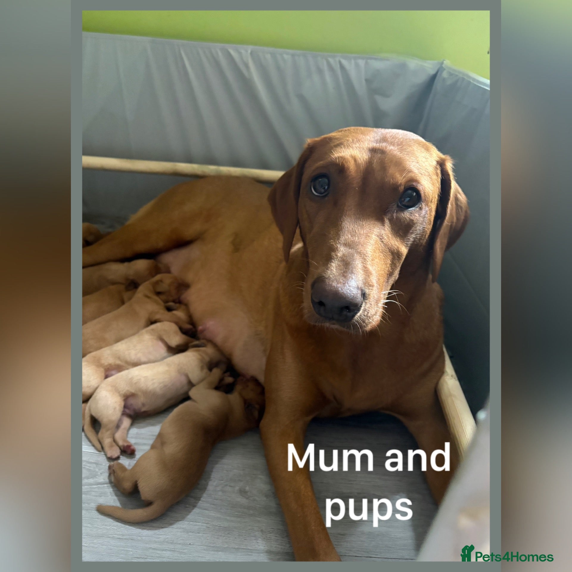 Labrador Retriever dogs Fox red Labrador puppies  - Advert 2
