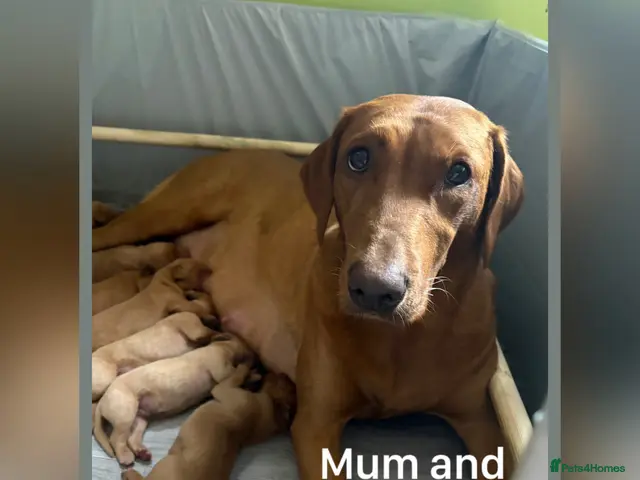 Labrador Retriever dogs Fox red Labrador puppies - Advert 2