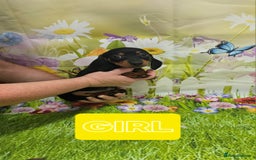 Miniature Dachshund dogs for sale: Beautiful miniature dachshund puppies - Image 5