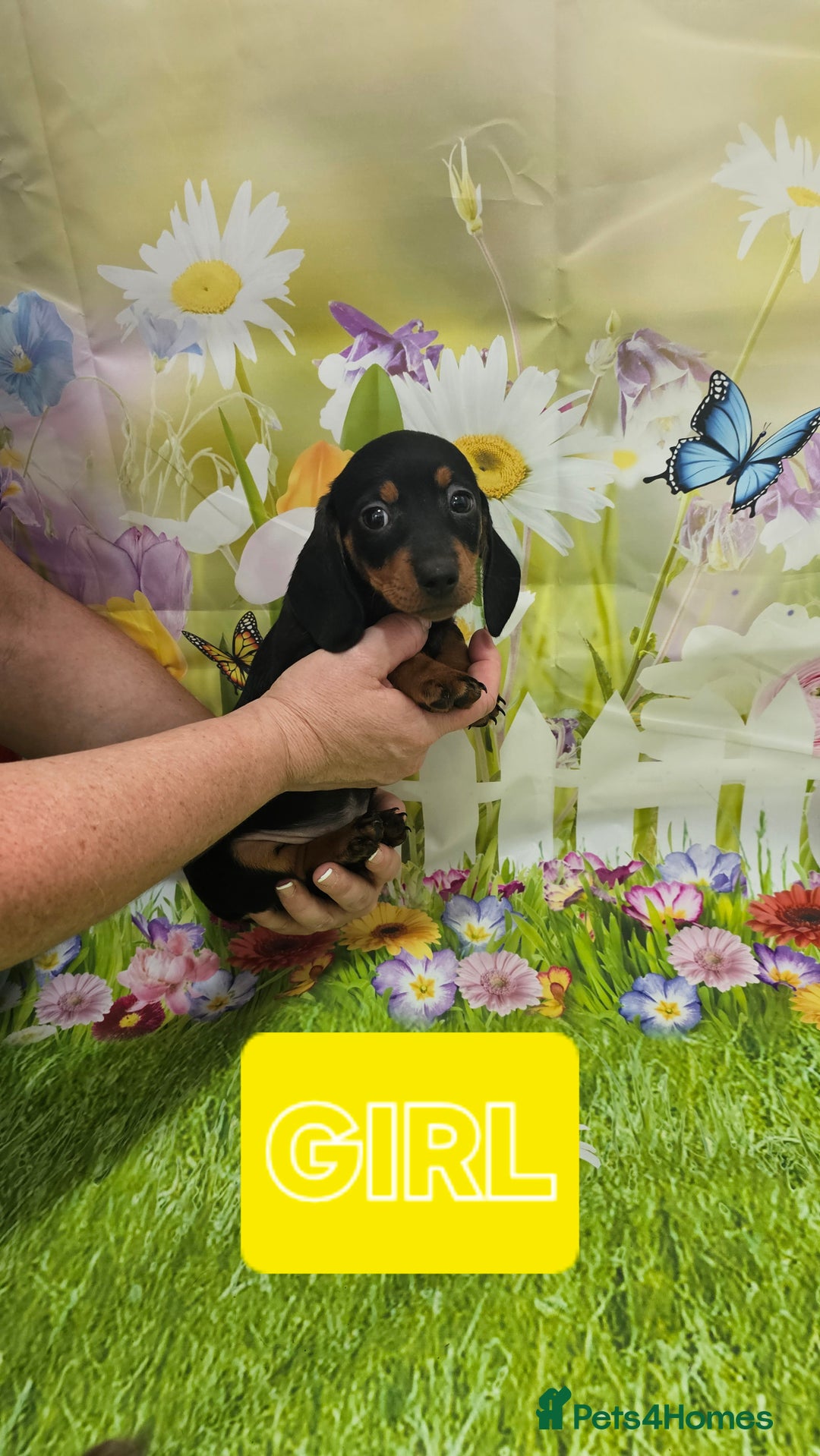 Miniature Dachshund dogs for sale: Beautiful miniature dachshund puppies - Image 5