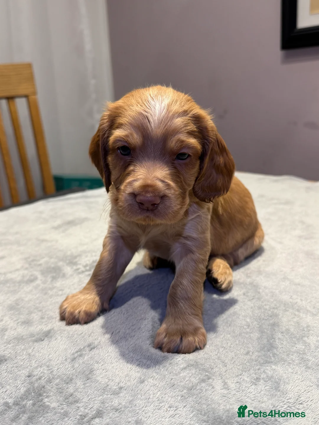 Cocker Spaniel dogs for sale: Adorable cocker spaniel puppies - Advert 10