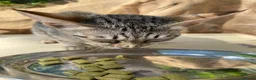 Savannah cats for sale: Savannah PED’G kitten last light bst girl F5SBT - Advert 14