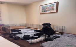 Labrador Retriever dogs for sale: Gorgeous Labrador Puppies - only 5 remaining!! - Image 1