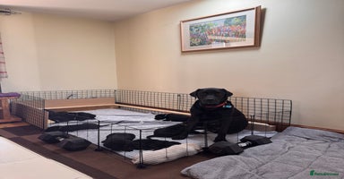 Labrador Retriever dogs - Advert 2