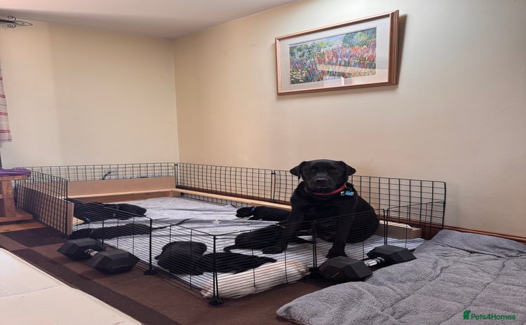 Labrador Retriever dogs - Advert 7
