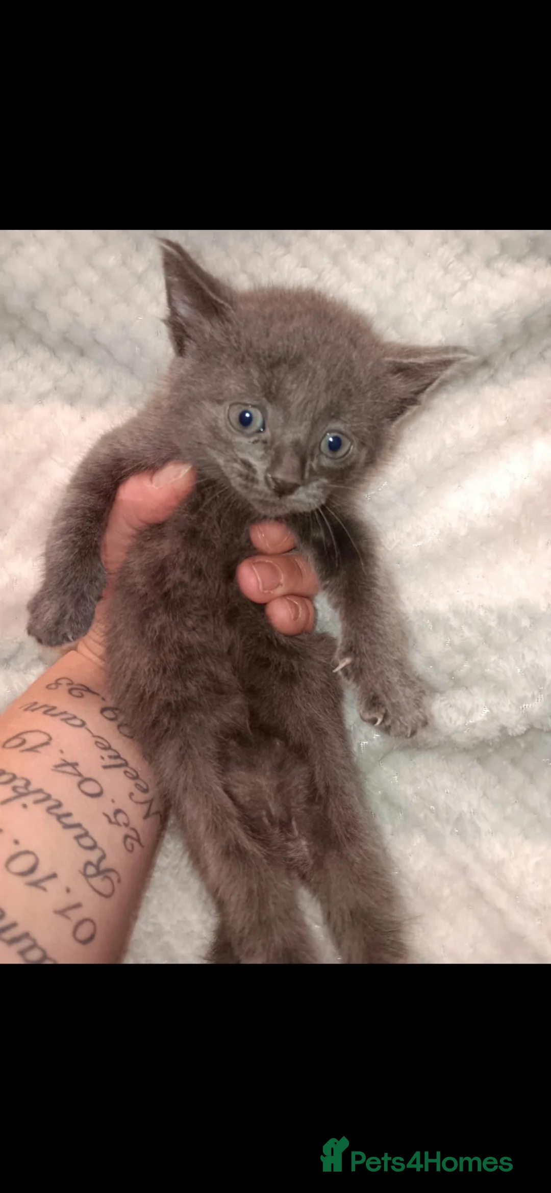 Mixed Breed cats for sale: 3 beautiful grey and black kittens  - Advert 2