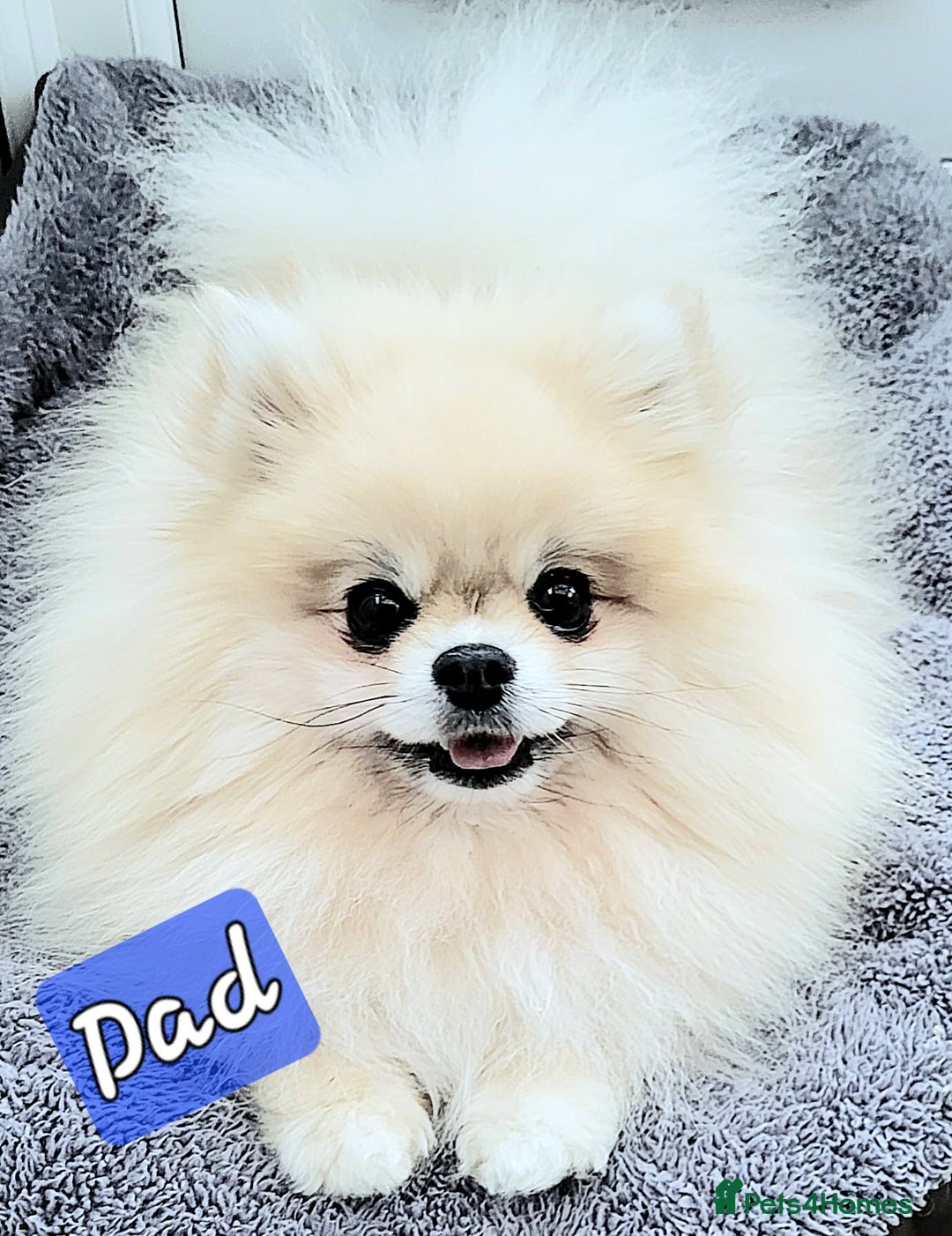 Pomeranian dogs for sale: 🔥XXXS🔥Pomeranian puppies🔥KC reg🔥for sale🔥 - Image 15