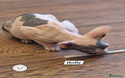 Sphynx cats for sale: ❤️ beautiful Canadian Sphynx ❤️ - Image 8