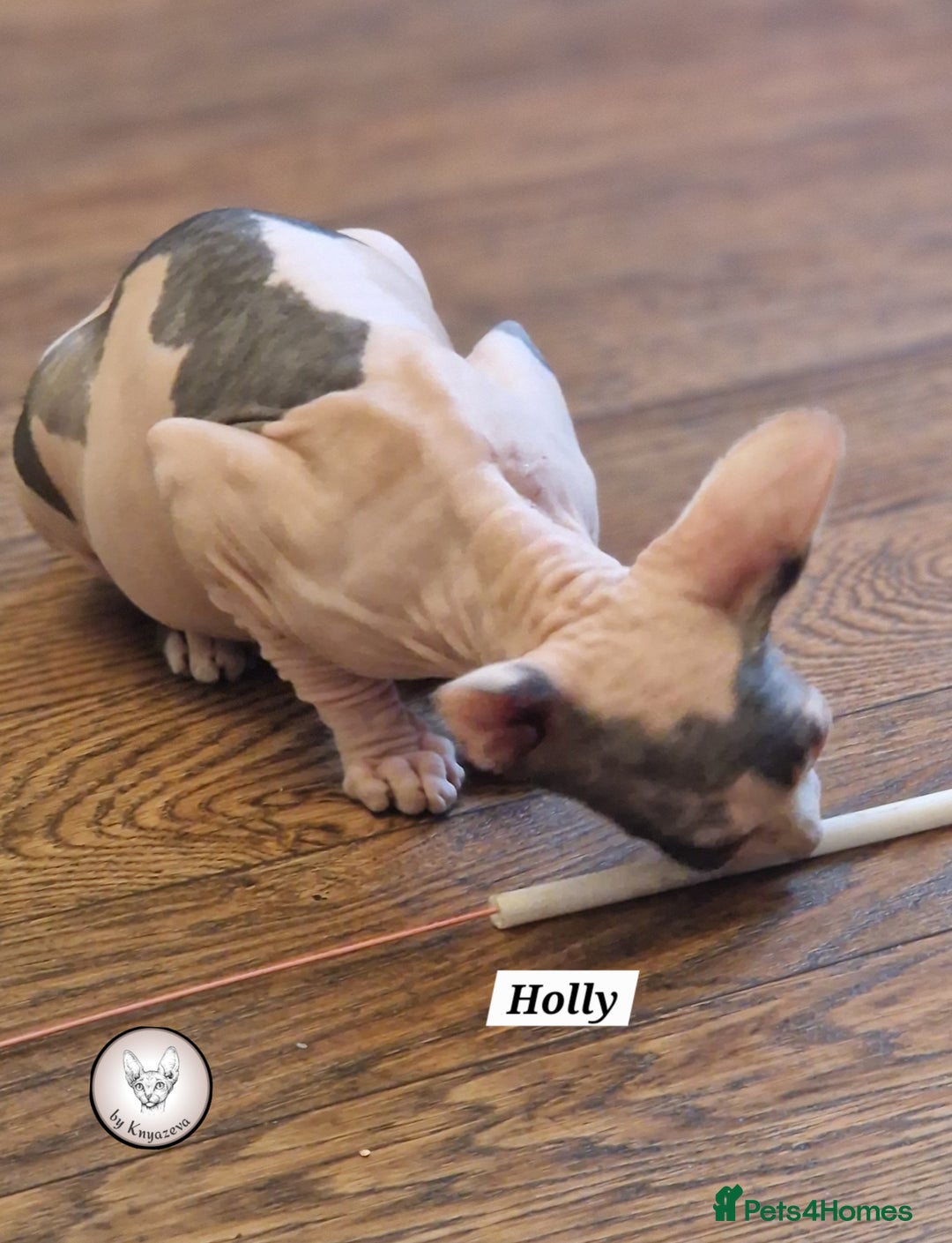 Sphynx cats for sale: ❤️ beautiful Canadian Sphynx ❤️ - Image 8