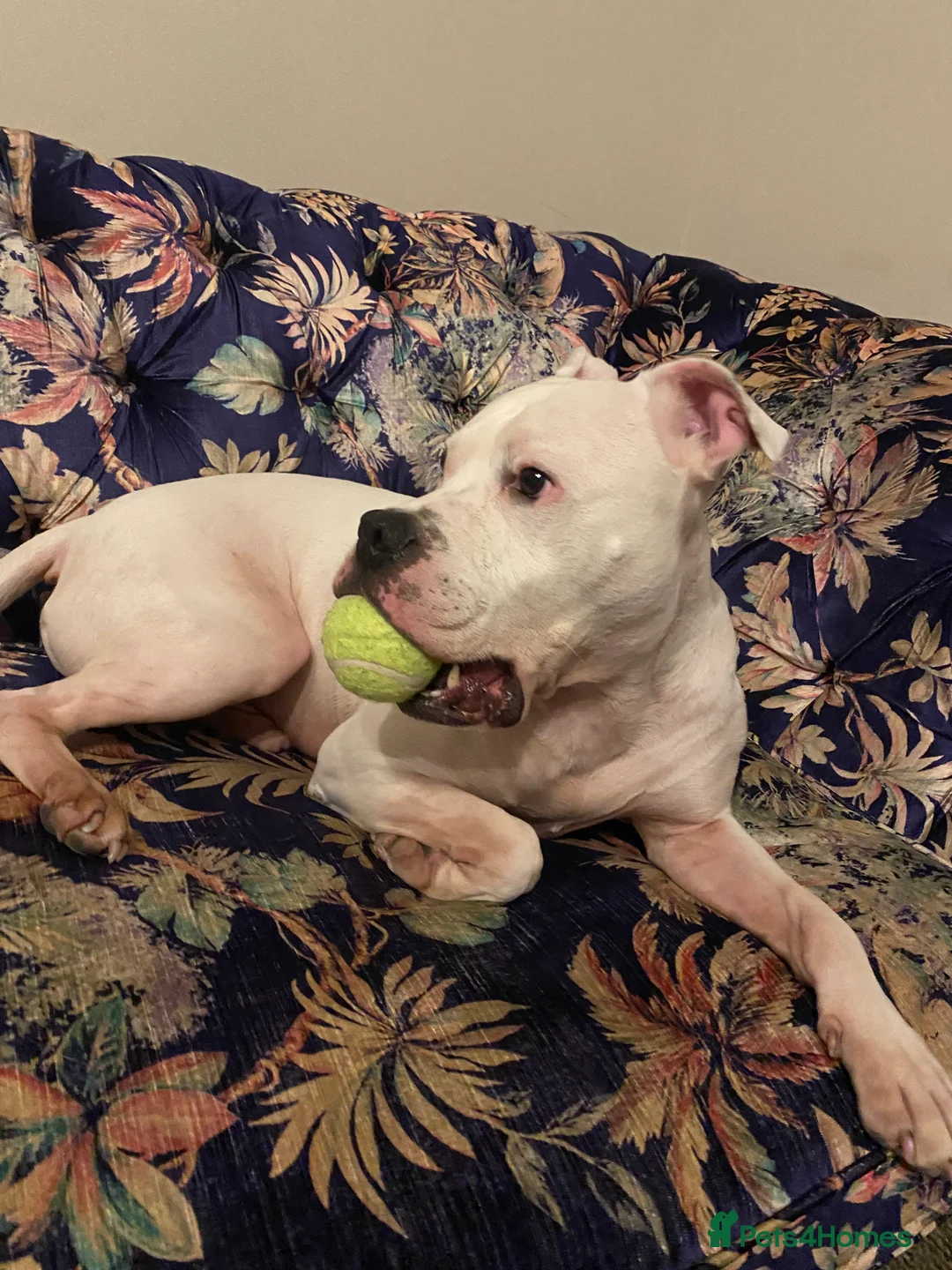 Mixed Breed dogs for sale: Staffy cross boxer - Advert 6