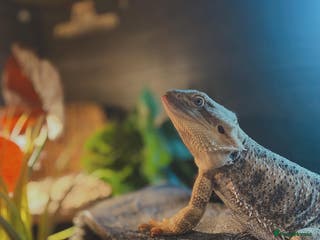 Bearded Dragon reptiles 5 year old female bearded dragon (Hades) - Advert 1