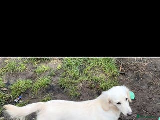 Miniature Dachshund dogs Boy Cream Miniature dachshund - Advert 6