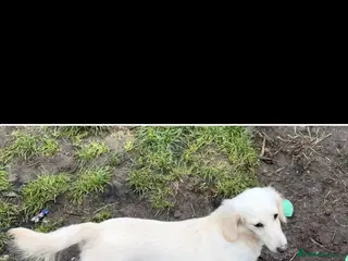 Miniature Dachshund dogs Boy Cream Miniature dachshund - Advert 8