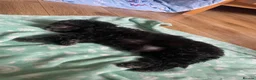 Toy Poodle dogs for sale: Female Toy Poodle Puppy, 8 weeks old - Advert 5