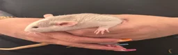 Rat rodents for sale: Baby Dumbo rats 6 x Boys 9 x Girls  - Advert 16