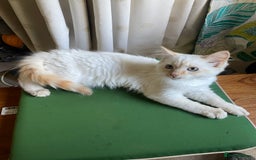 Norwegian Forest Cat cats for sale: Gorgeous Norwegian Forest Mix - Image 6
