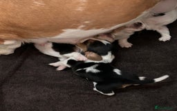 Basset Hound dogs for sale: Basset hound puppies for sale!! KC reg. - Image 7