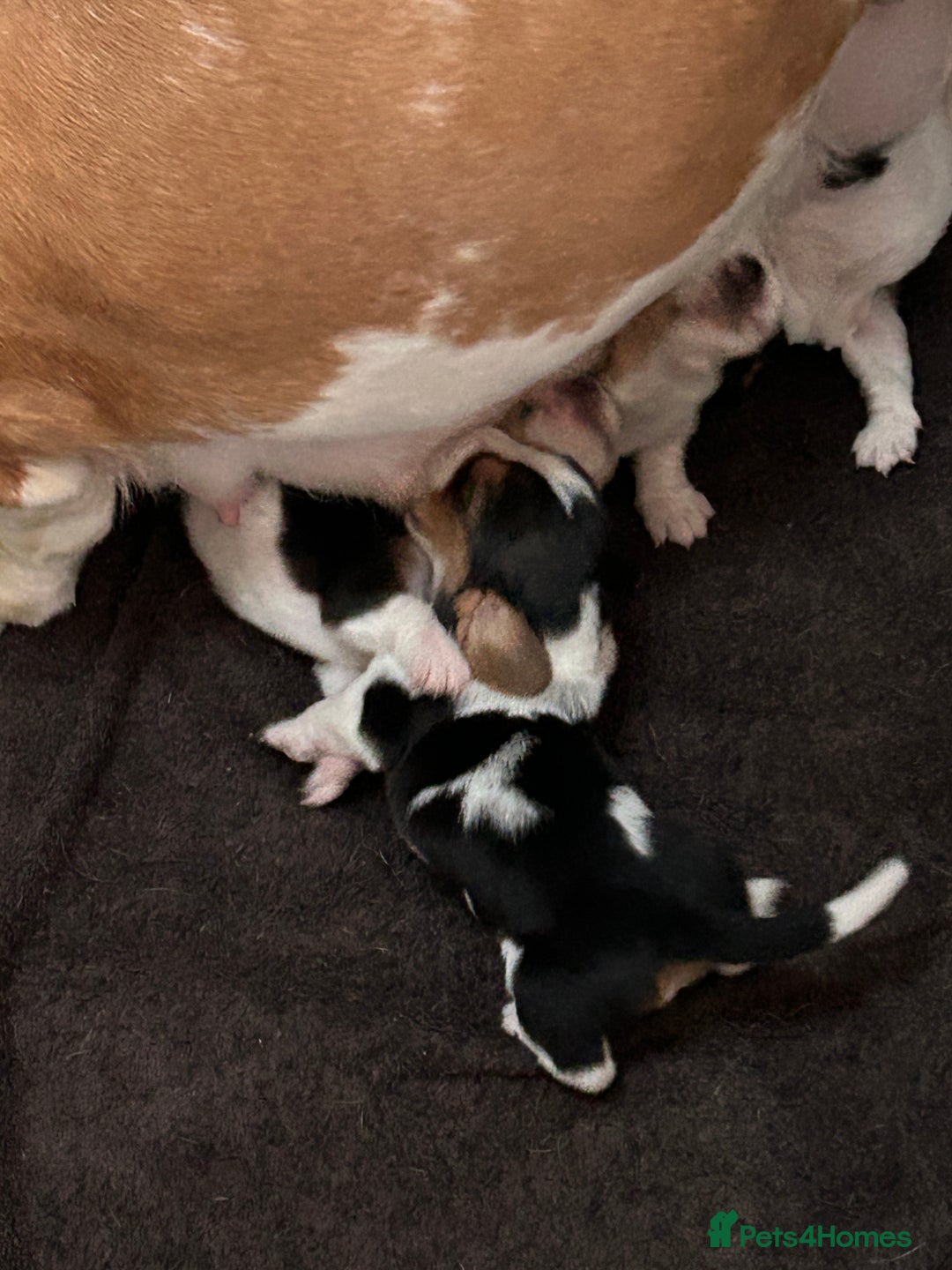 Basset Hound dogs for sale: Basset hound puppies for sale!! KC reg. - Image 7