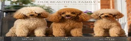 Toy Poodle dogs for sale: Toy Poodle Puppies  - Advert 3