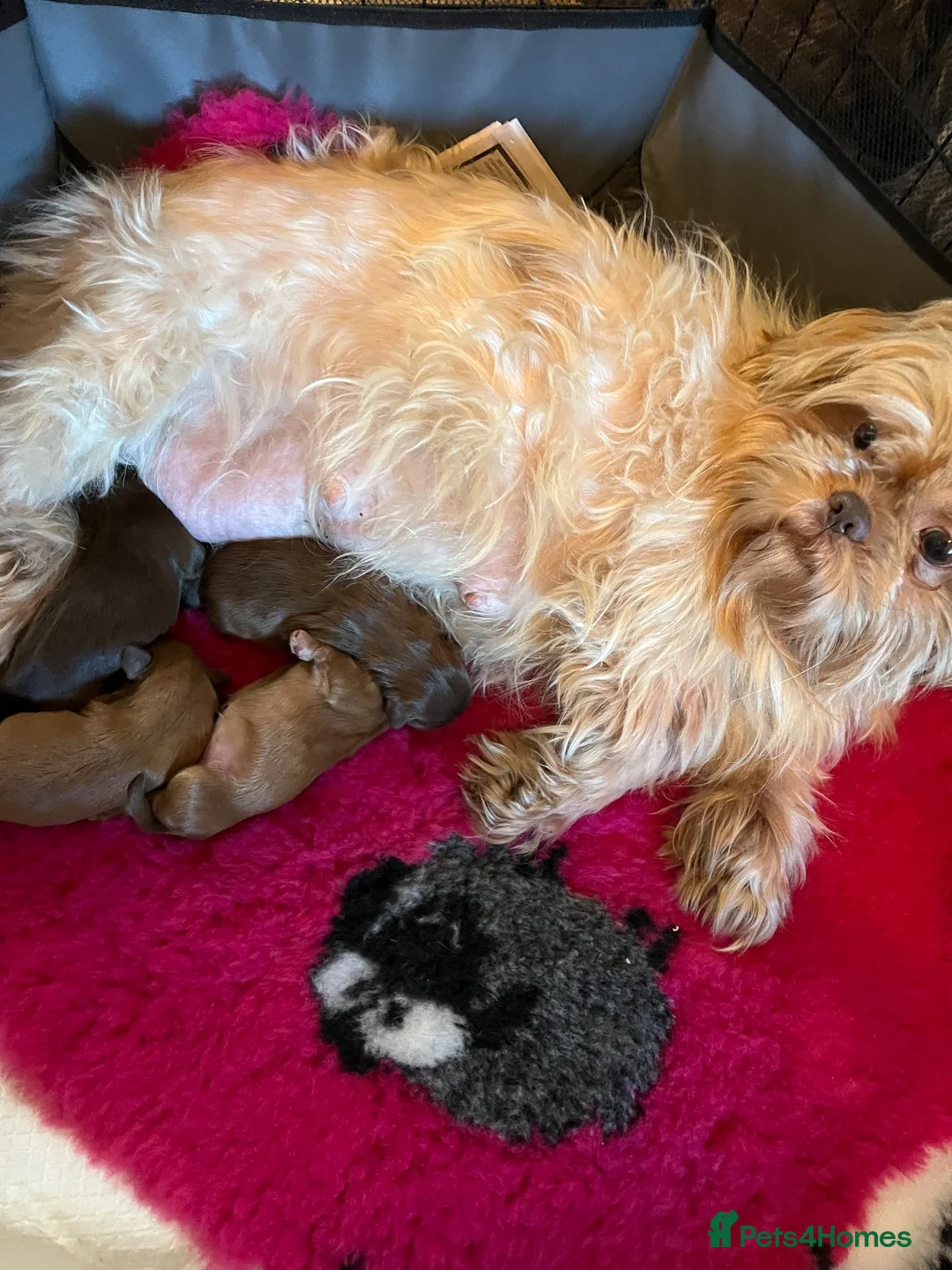 Shih Tzu dogs for sale: Adorable Shih Tzu puppies - Advert 1