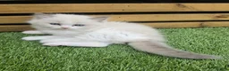Ragdoll cats for sale: 💫Stunning Ragdoll Kittens 💫 - Advert 10