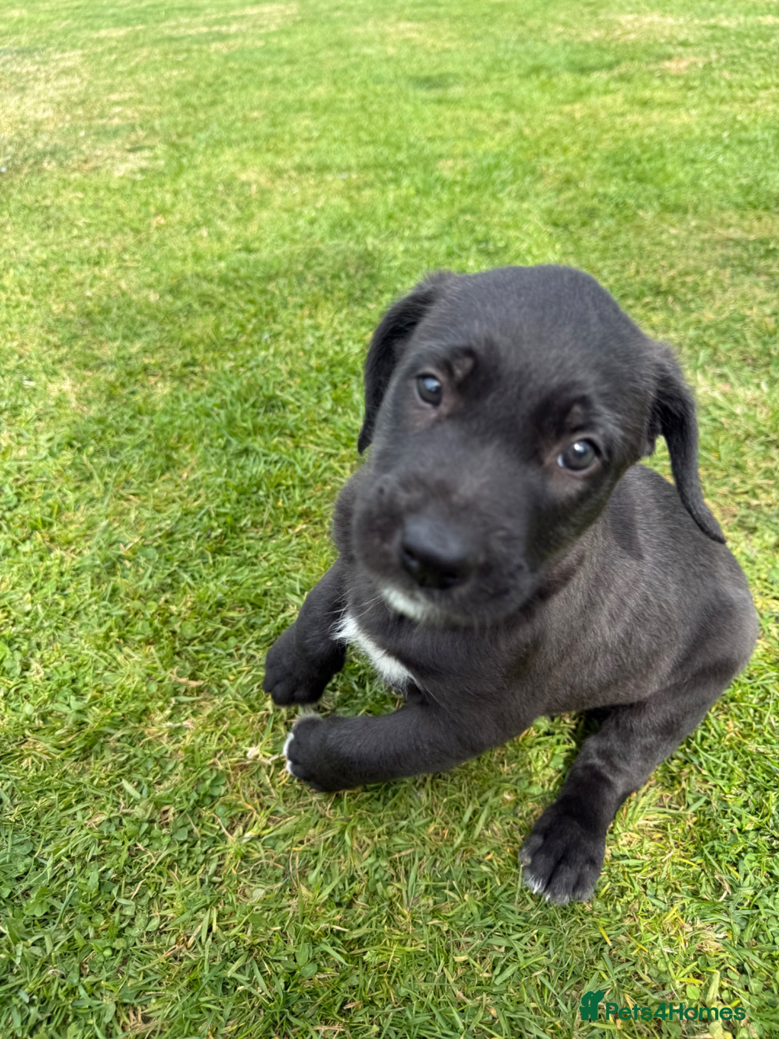 Mixed Breed dogs Pressa canario x wolfhound  - Advert 10